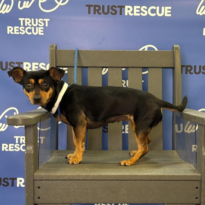 POLLY, Adoptable, Young Female Terrier.