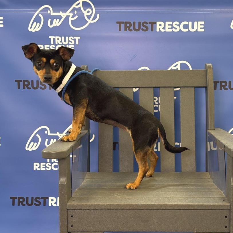 Enlarge POLLY, a Adoptable Terrier in Berlin, NJ image 5/6