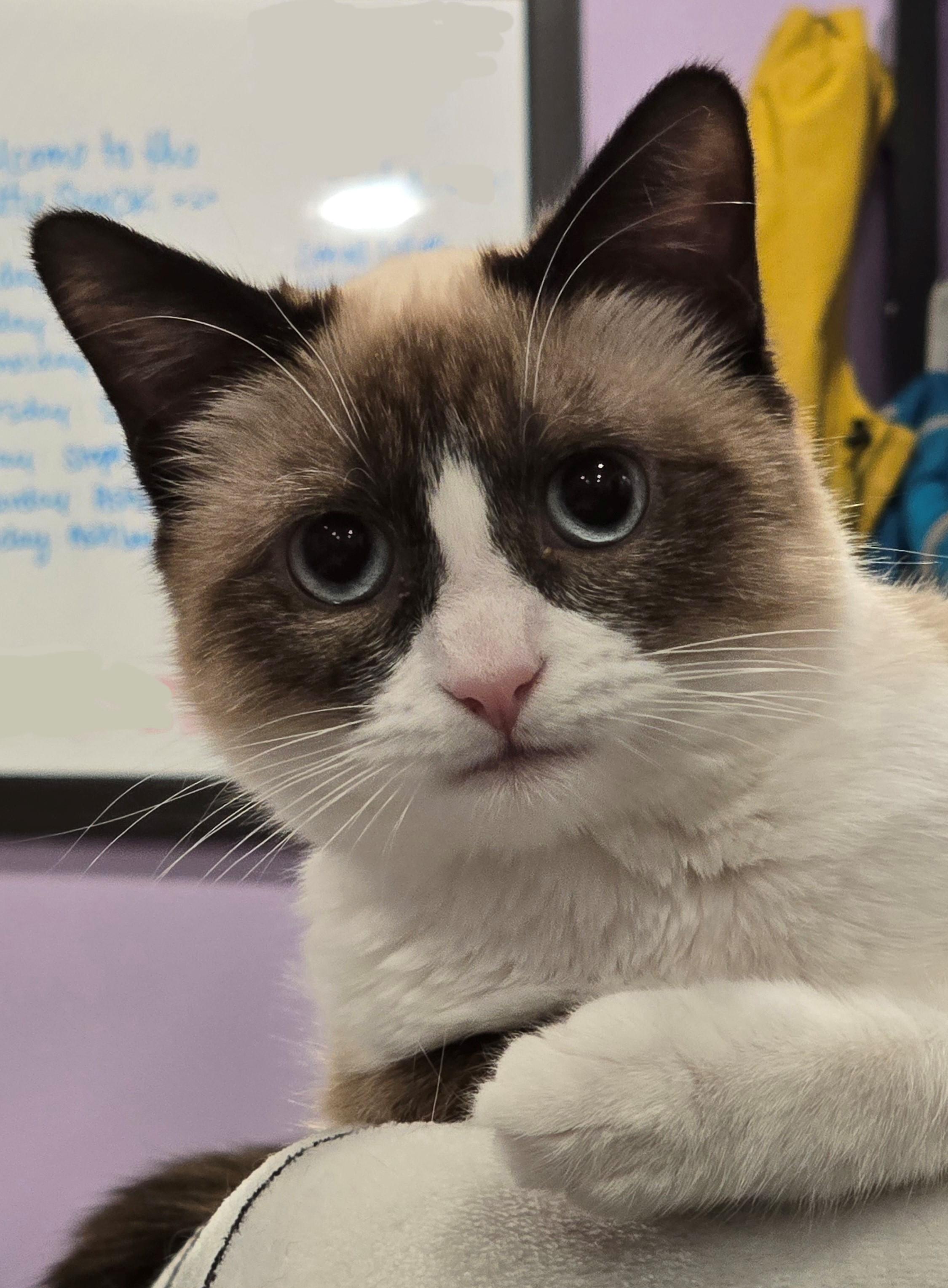 Bre, Young Female Snowshoe