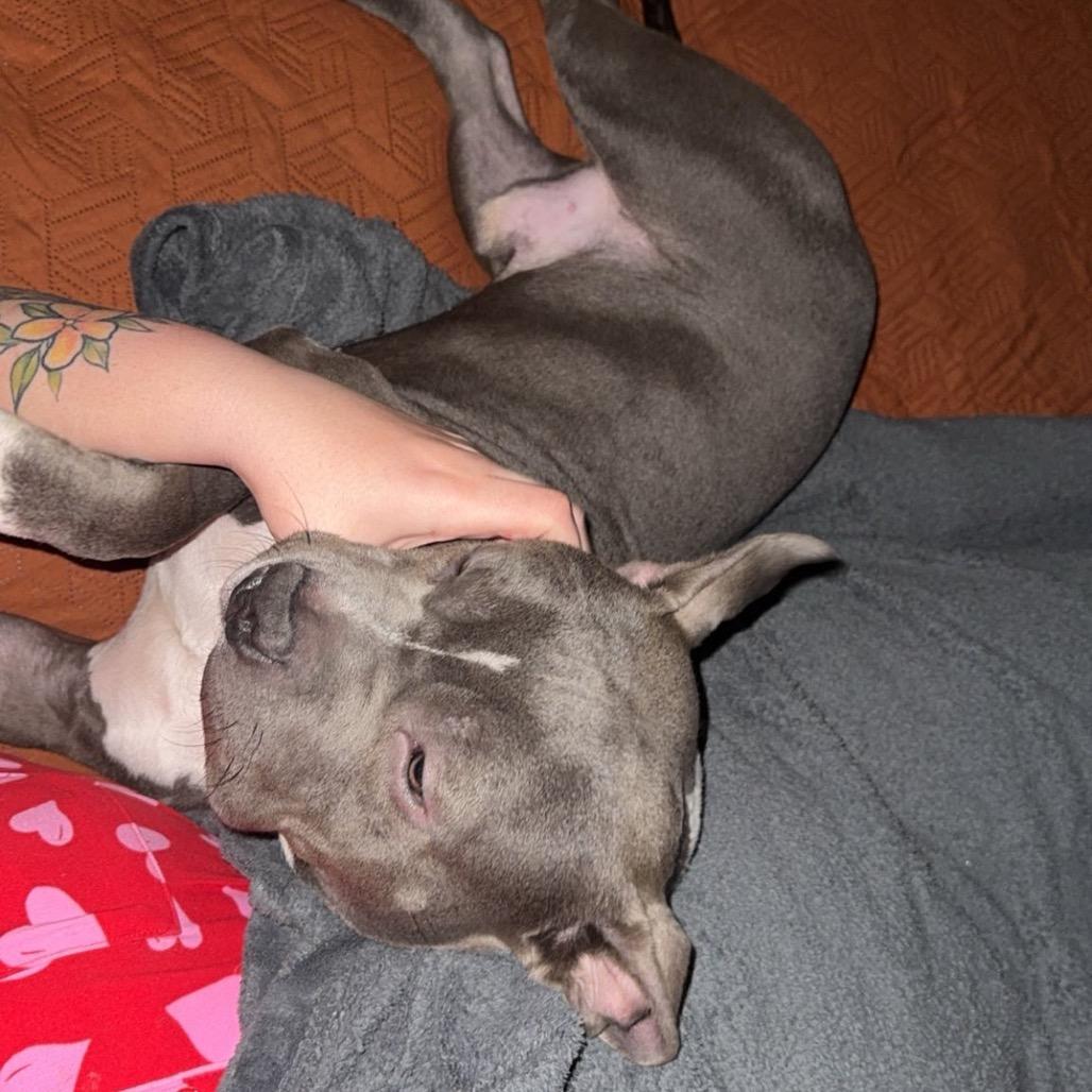 Kai, a Adoptable mixed breed in Lutz, FL image 1/5