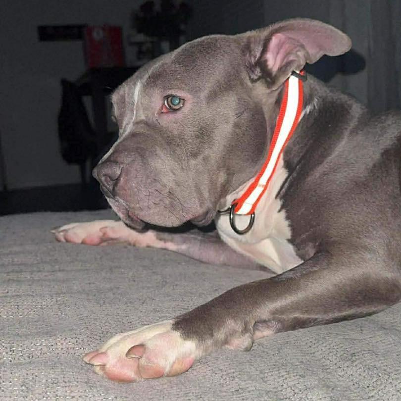 Kai, a Adoptable mixed breed in Lutz, FL image 2/5