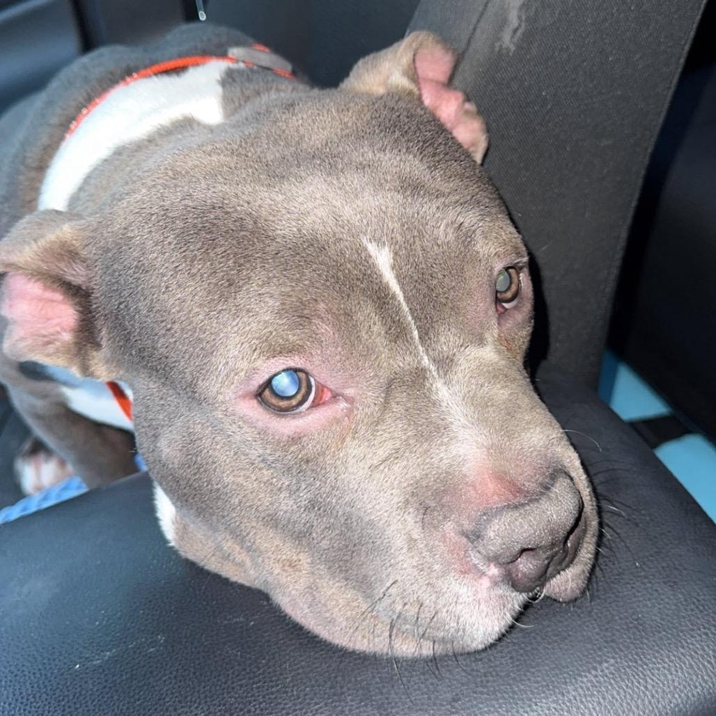 Kai, a Adoptable mixed breed in Lutz, FL image 4/5