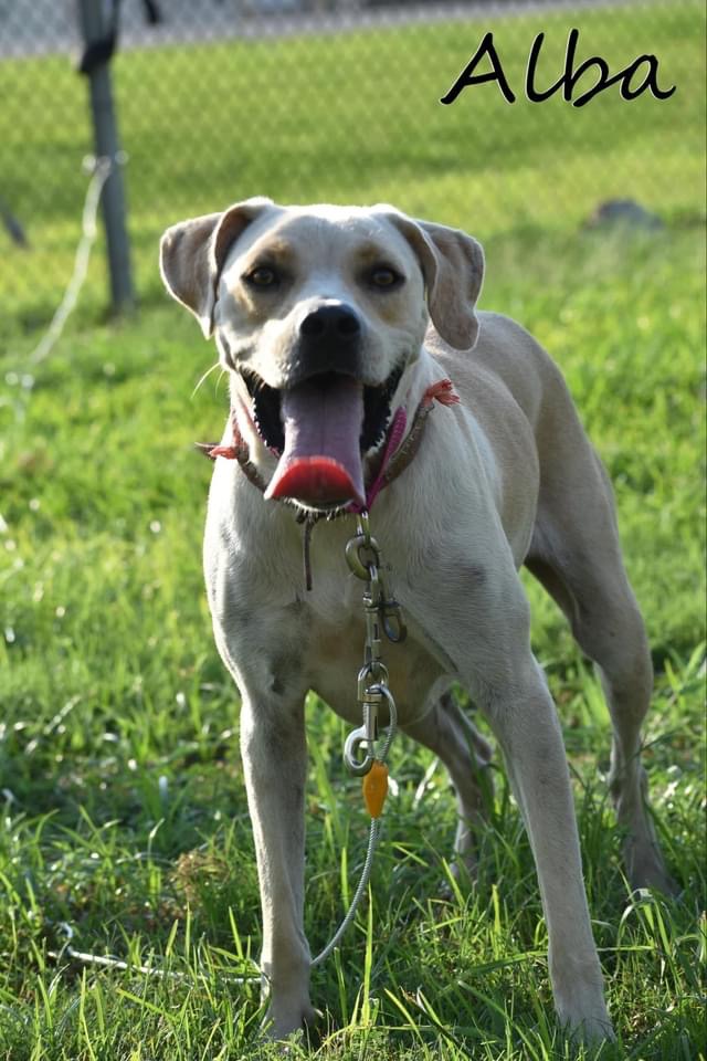 Dog for adoption Alba, a Yellow Labrador Retriever Mix in Mamou, LA