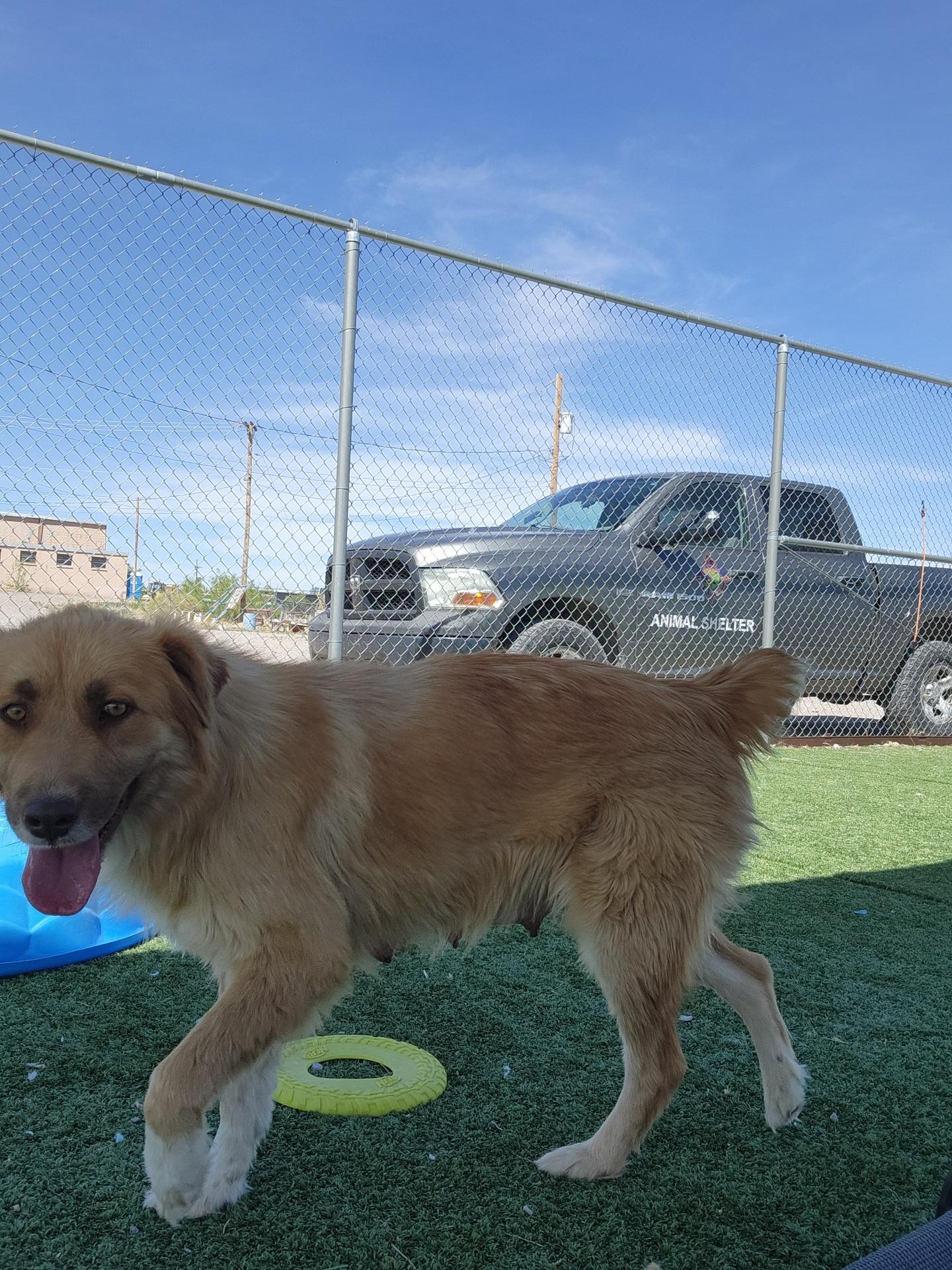 Enlarge Tulip, an adopted mixed breed in Truth or Consequences , NM image 4/5