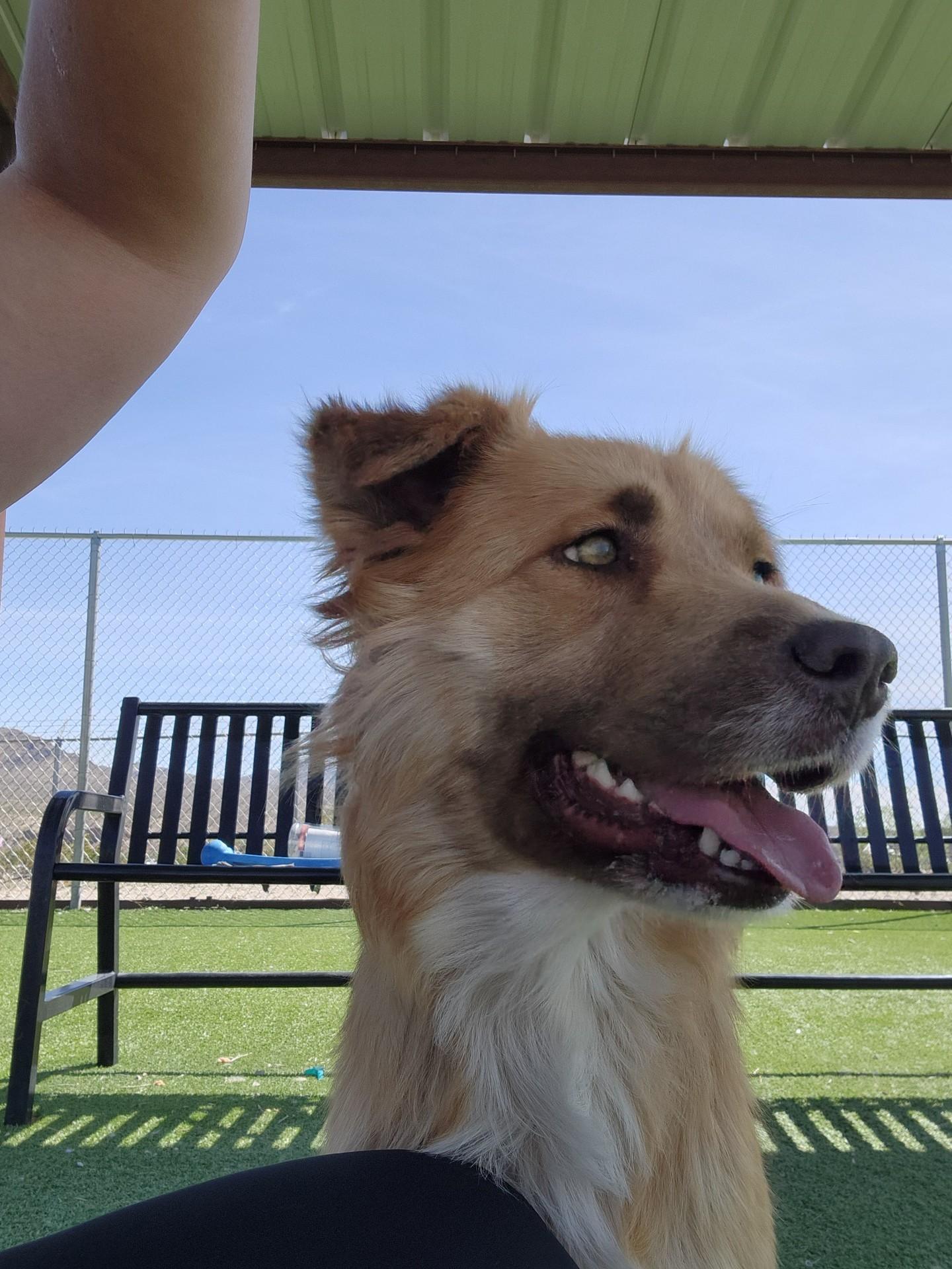 Enlarge Tulip, an adopted mixed breed in Truth or Consequences , NM image 5/5