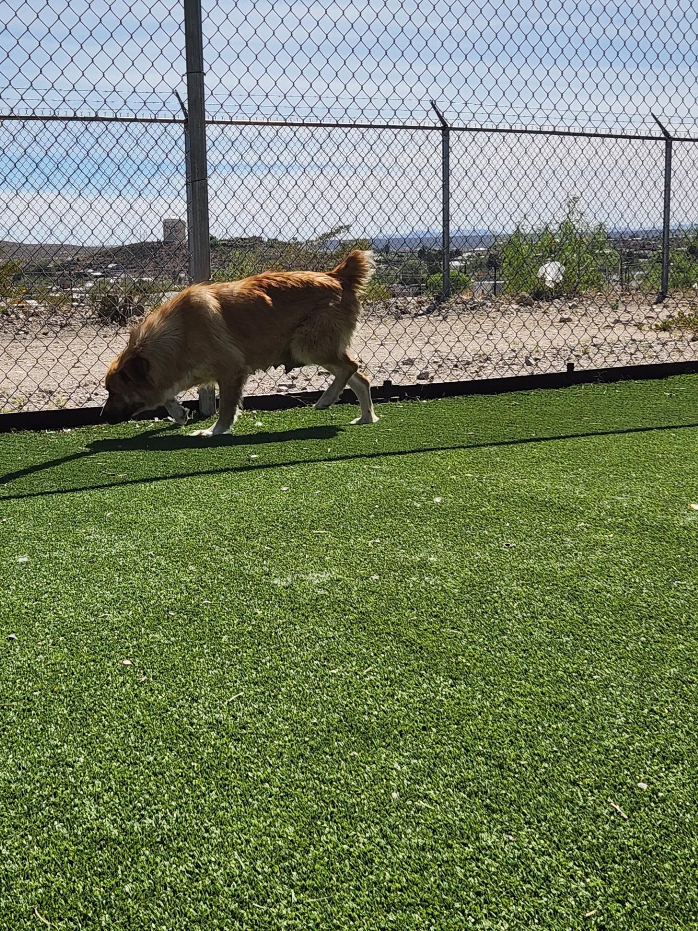 Enlarge Tulip, an adopted mixed breed in Truth or Consequences , NM image 2/5