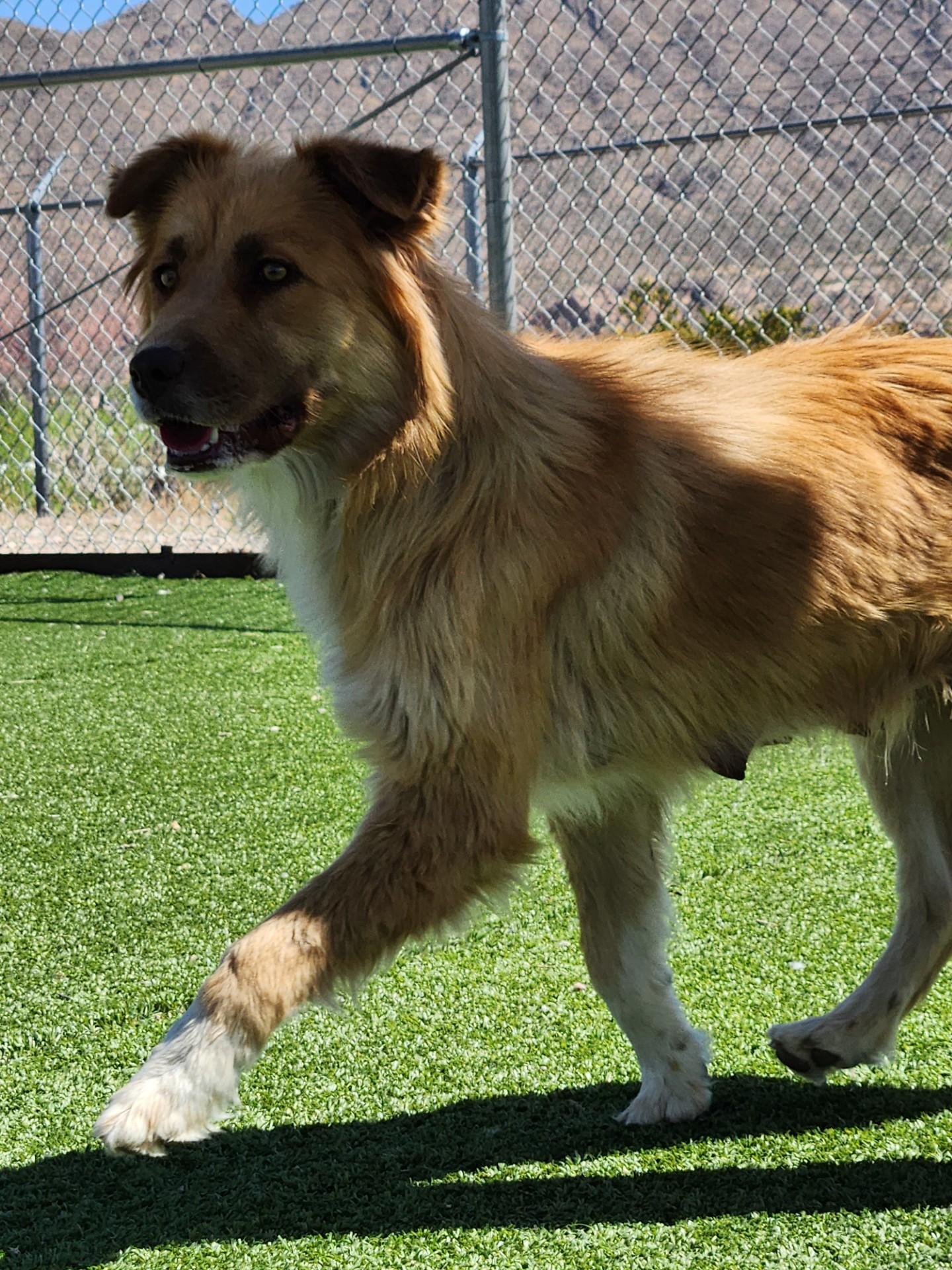 Enlarge Tulip, an adopted mixed breed in Truth or Consequences , NM image 3/5