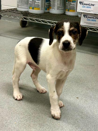 Enlarge Crikey, a Adoptable mixed breed in Spruce Pine, NC image 1/1