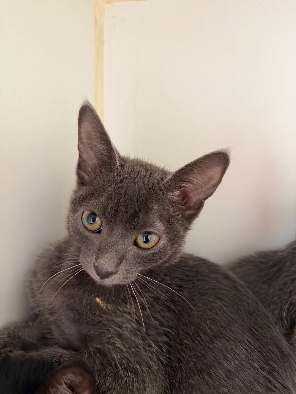 Enlarge Kitty #3, an adopted mixed breed in Zimmerman, MN image 1/1