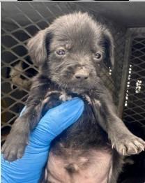 Remy, Adoptable, Puppy Male Terrier.