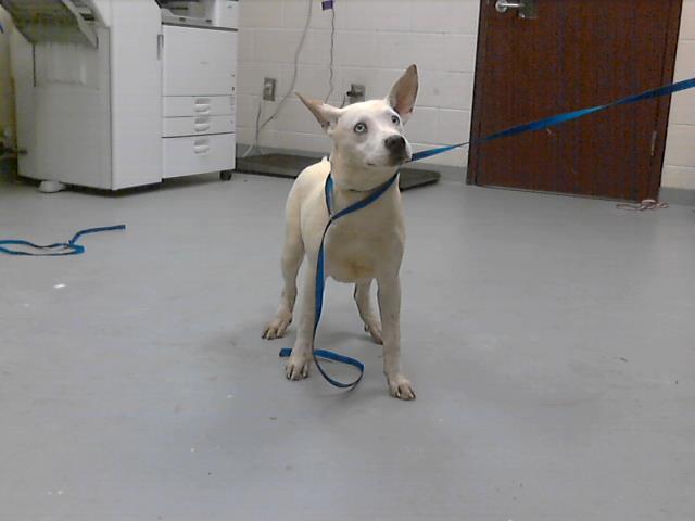 Enlarge PATSY, a Adoptable mixed breed in Fayetteville, NC image 1/1