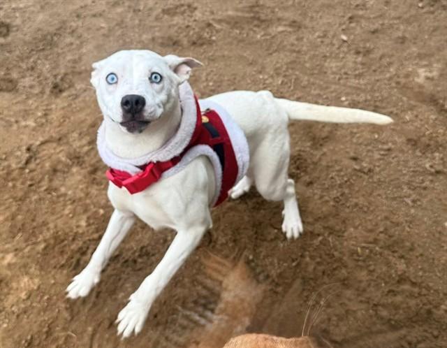 PATSY, Adoptable, Young Female Siberian Husky & Pit Bull Terrier.