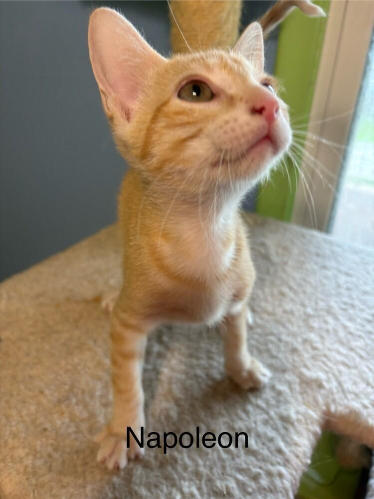 Napoleon, Adoptable, Kitten Male Domestic Short Hair.