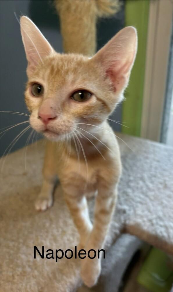 Enlarge Napoleon, a Adoptable Domestic Short Hair in Bellevue, NE image 2/6