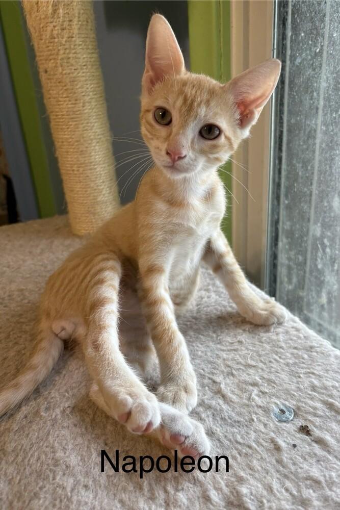 Enlarge Napoleon, a Adoptable Domestic Short Hair in Bellevue, NE image 3/6