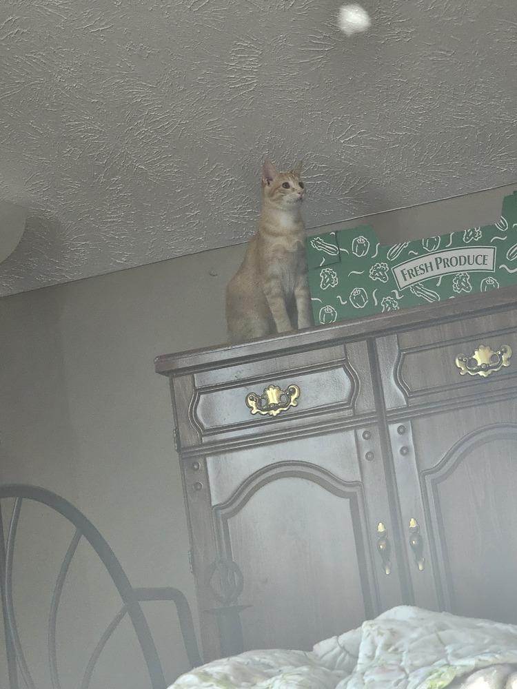 Enlarge Napoleon, a Adoptable Domestic Short Hair in Bellevue, NE image 4/6