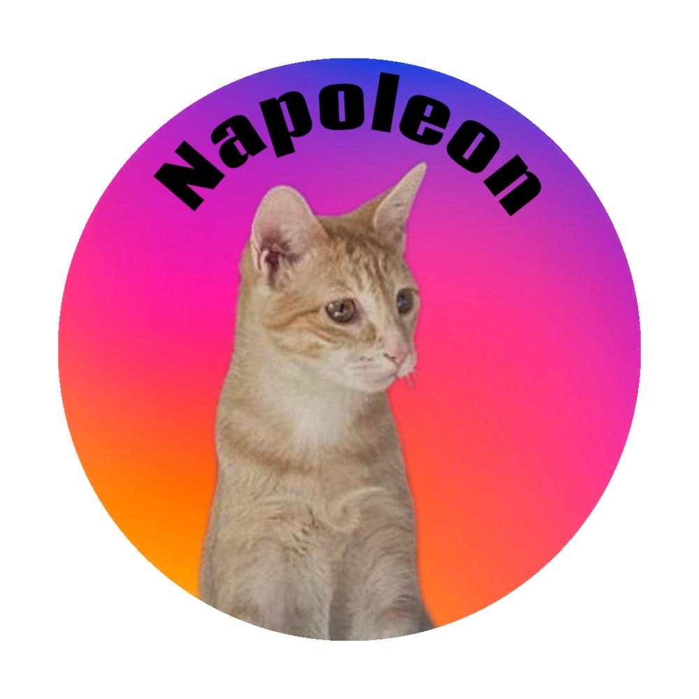 Enlarge Napoleon, a Adoptable Domestic Short Hair in Bellevue, NE image 5/6