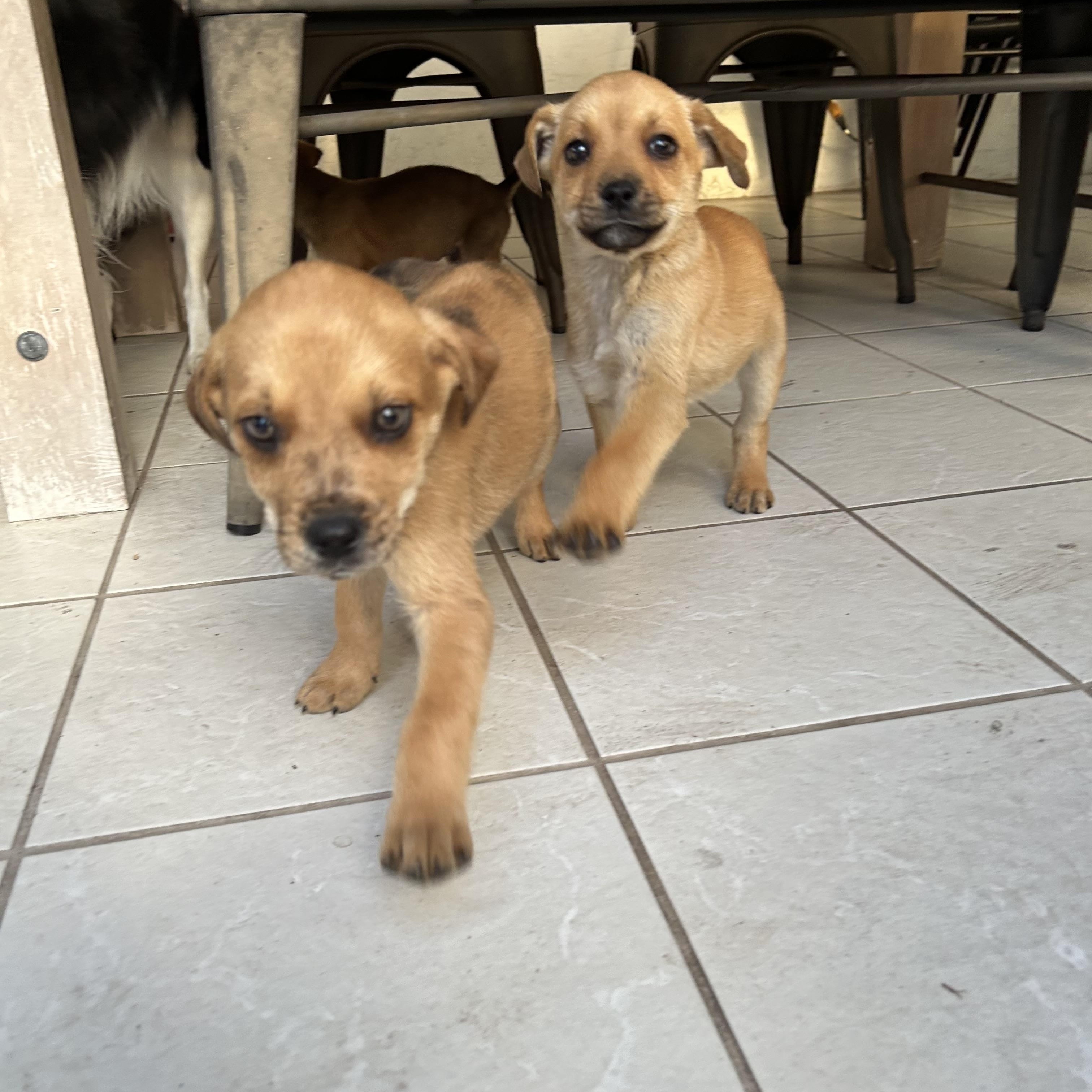 Enlarge Bluey Crew!, a ADOPTABLE mixed breed in Port Saint Lucie, FL image 3/4