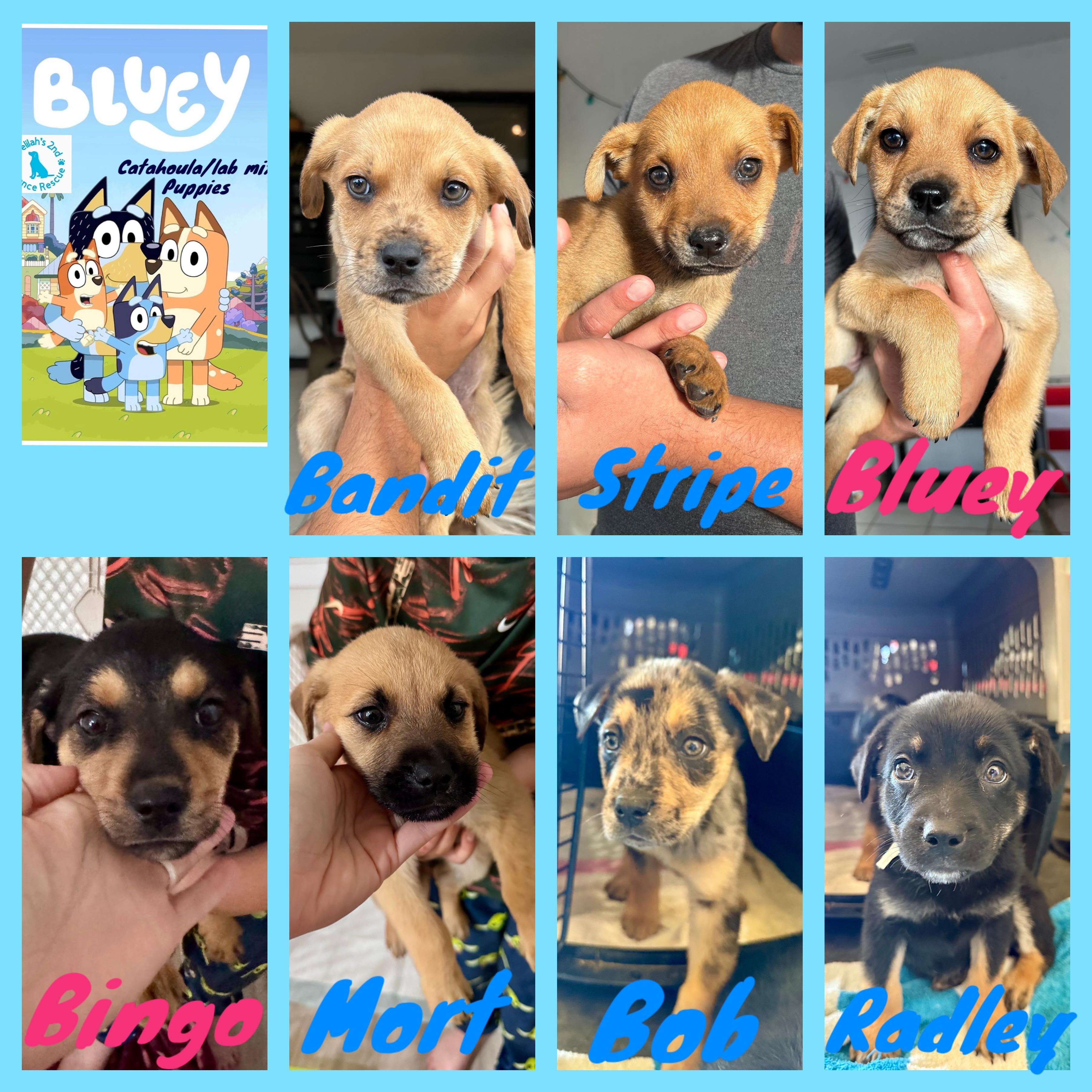 Enlarge Bluey Crew!, a ADOPTABLE mixed breed in Port Saint Lucie, FL image 1/4