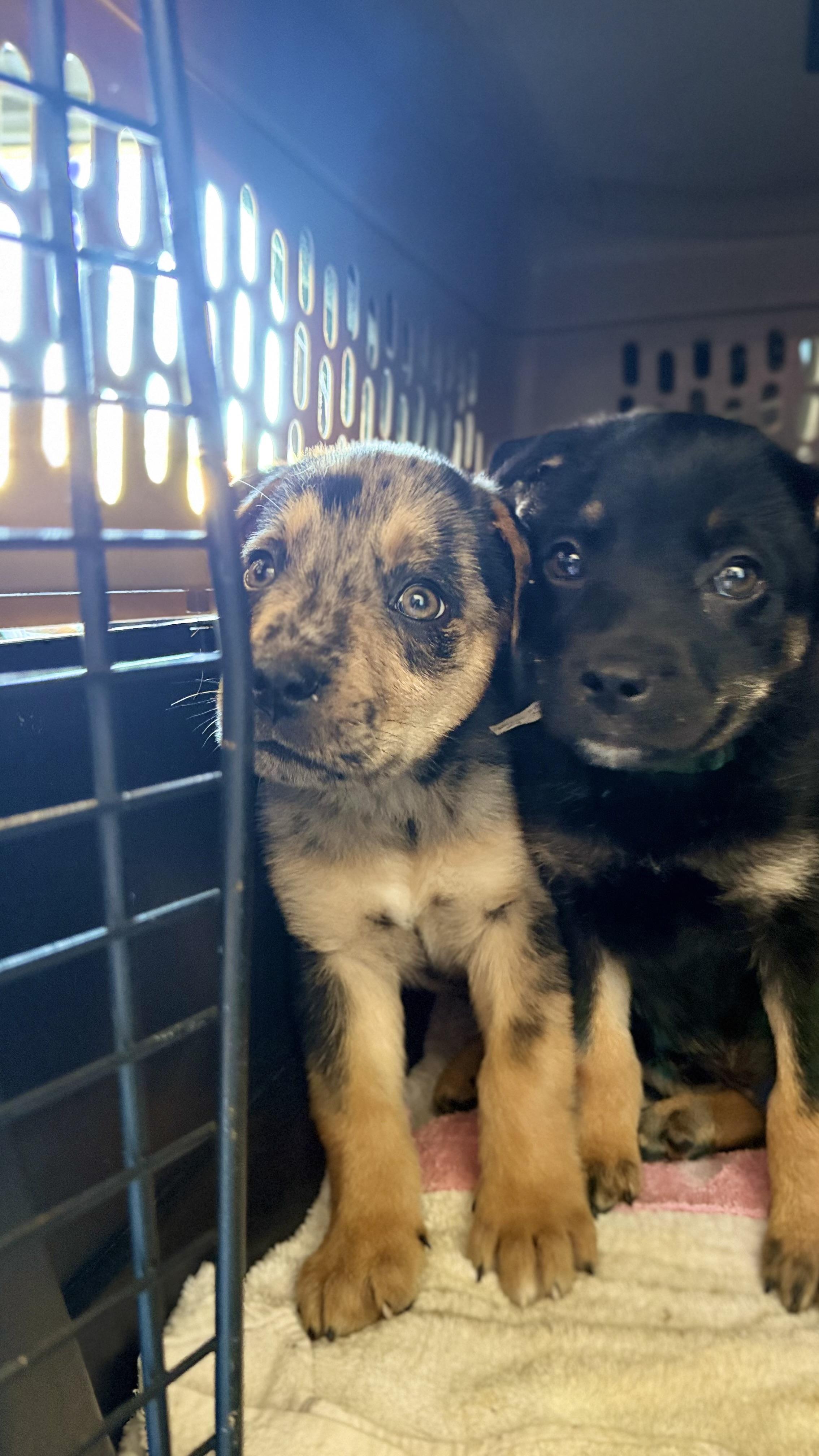 Enlarge Bluey Crew!, a ADOPTABLE mixed breed in Port Saint Lucie, FL image 2/4