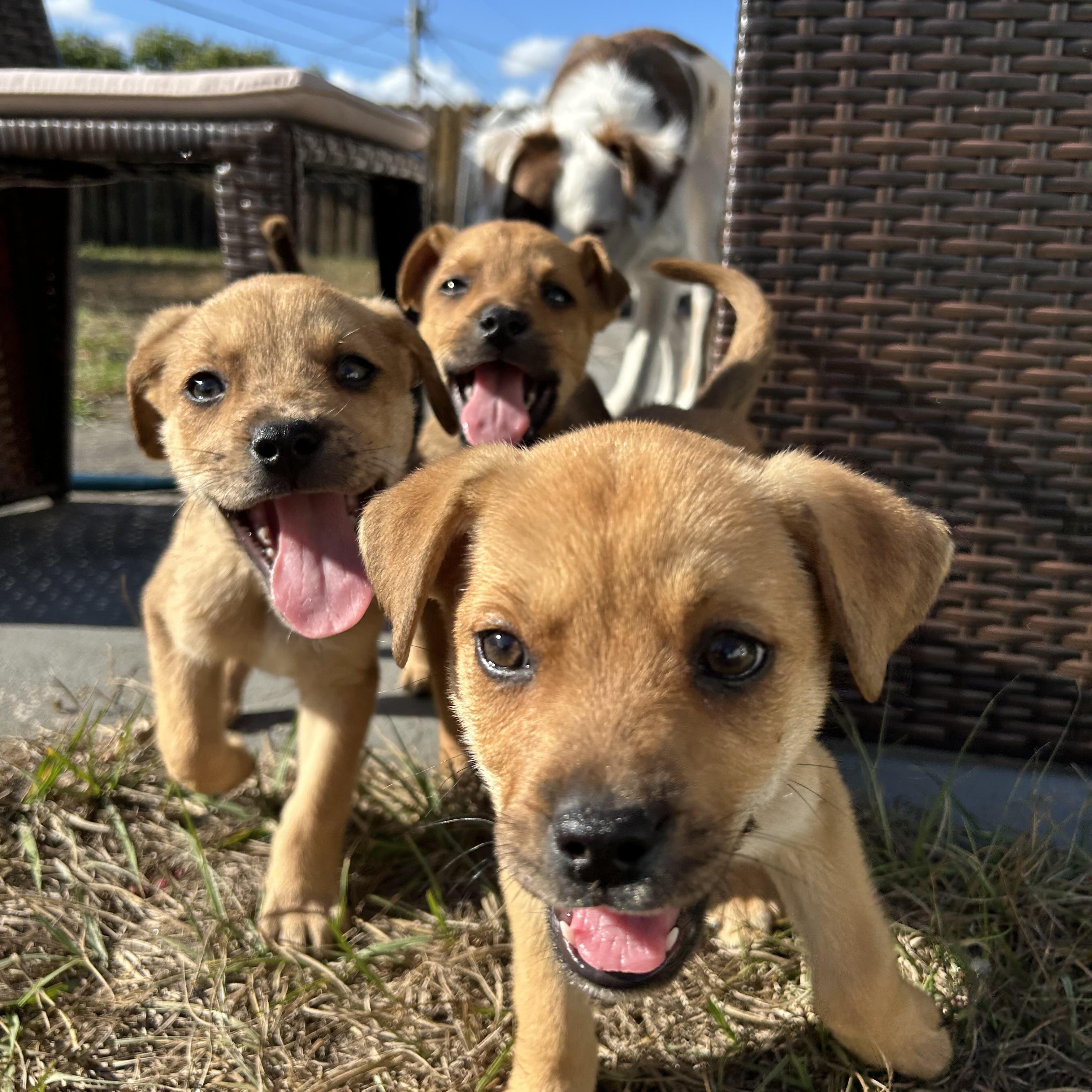 Enlarge Bluey Crew!, a ADOPTABLE mixed breed in Port Saint Lucie, FL image 4/4