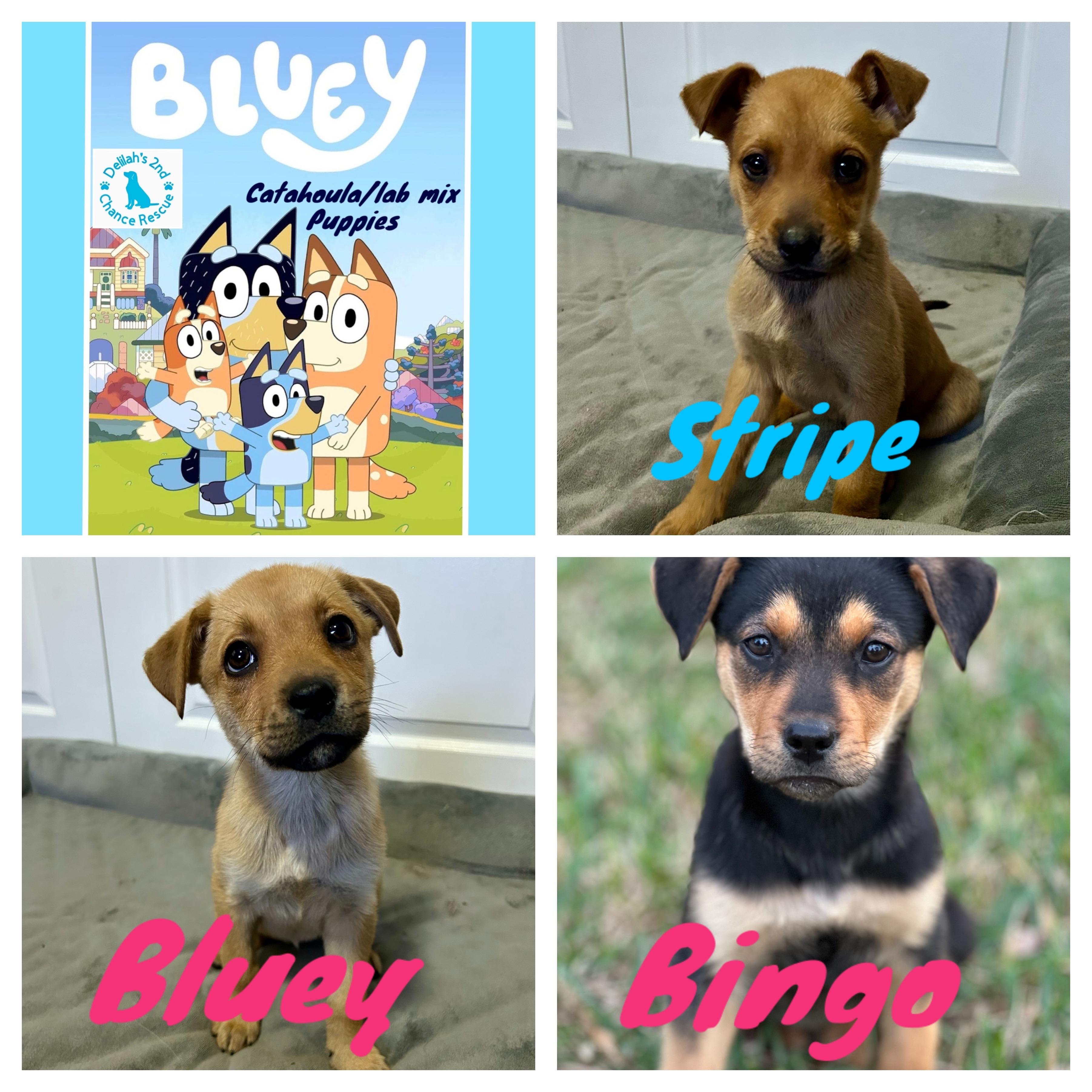 Bluey Crew!, ADOPTABLE, Puppy Male Catahoula Leopard Dog & Labrador Retriever.