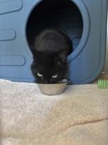 Enlarge Iris, a Adoptable Domestic Long Hair in Potsdam, NY image 1/2