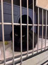 Enlarge Iris, a Adoptable Domestic Long Hair in Potsdam, NY image 2/2