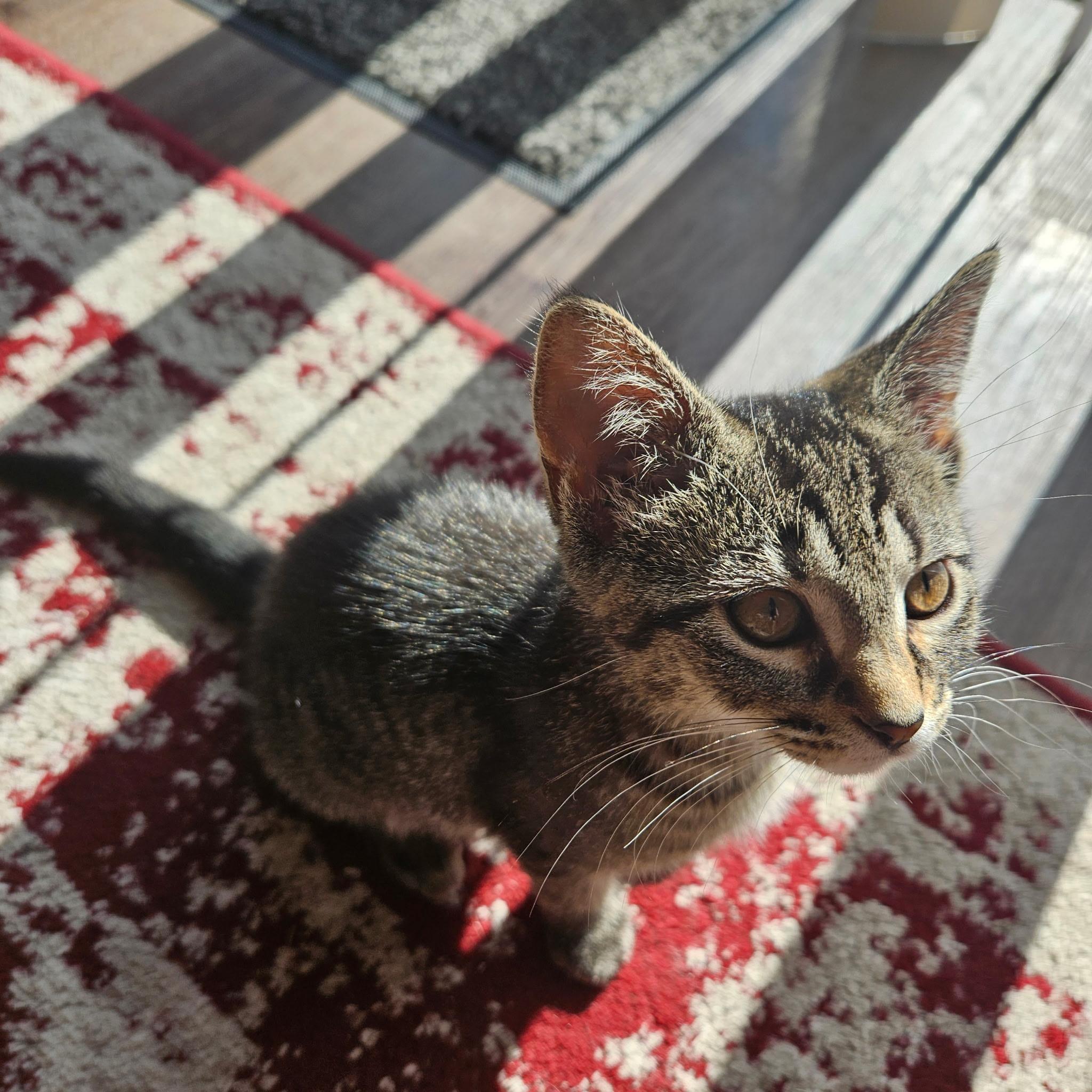 Loki, Baby Female unknown