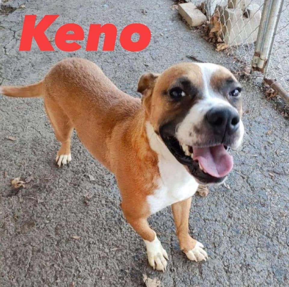 Keno, Adoptable, Young Male Boxer & Beagle.