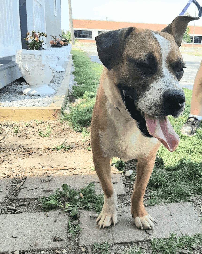 Enlarge Keno, a Adoptable mixed breed in Marion, IN image 2/2