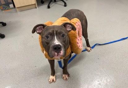 Billy, adopted, Young Male American Staffordshire Terrier.