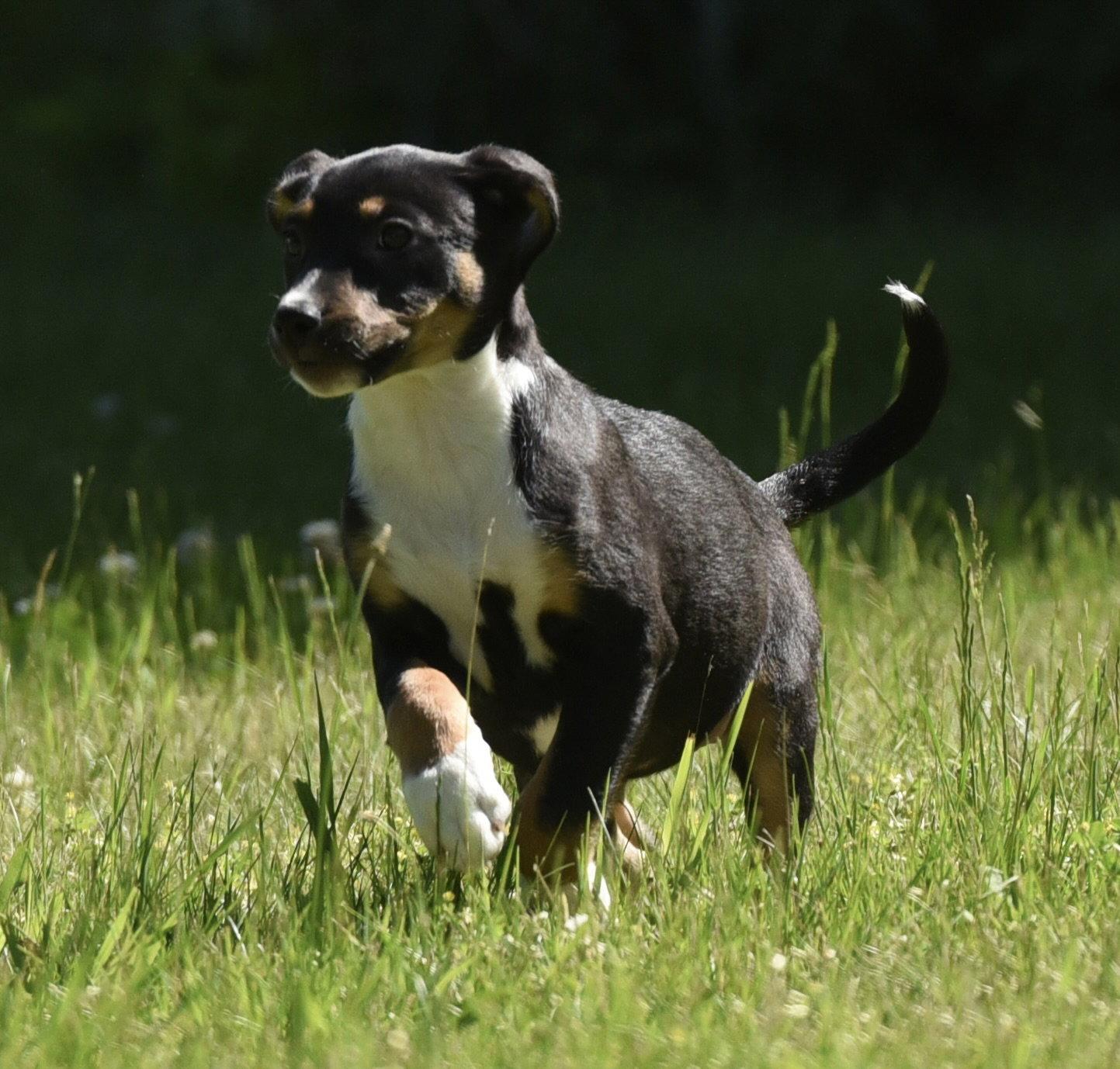 Opal, Adoptable, Puppy Female German Shepherd Dog & Rottweiler.