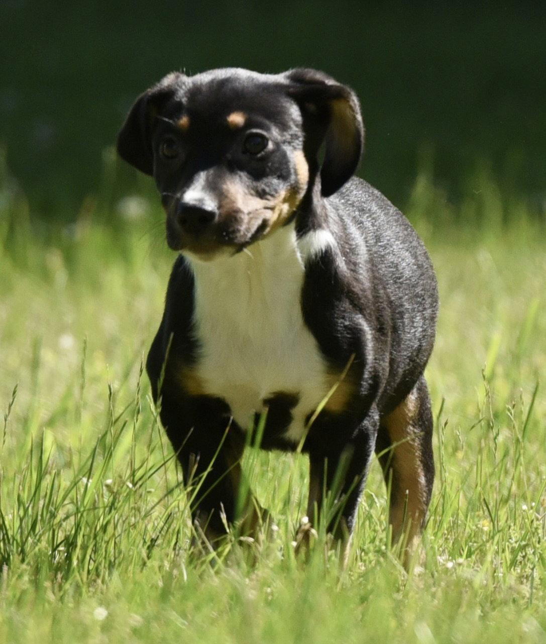 Enlarge Opal, a Adoptable mixed breed in Mechanicsburg, PA image 3/3