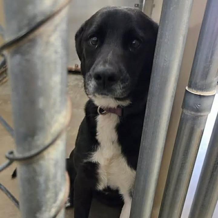 260324K125 - Voyage, Adoptable, Adult Female Border Collie.