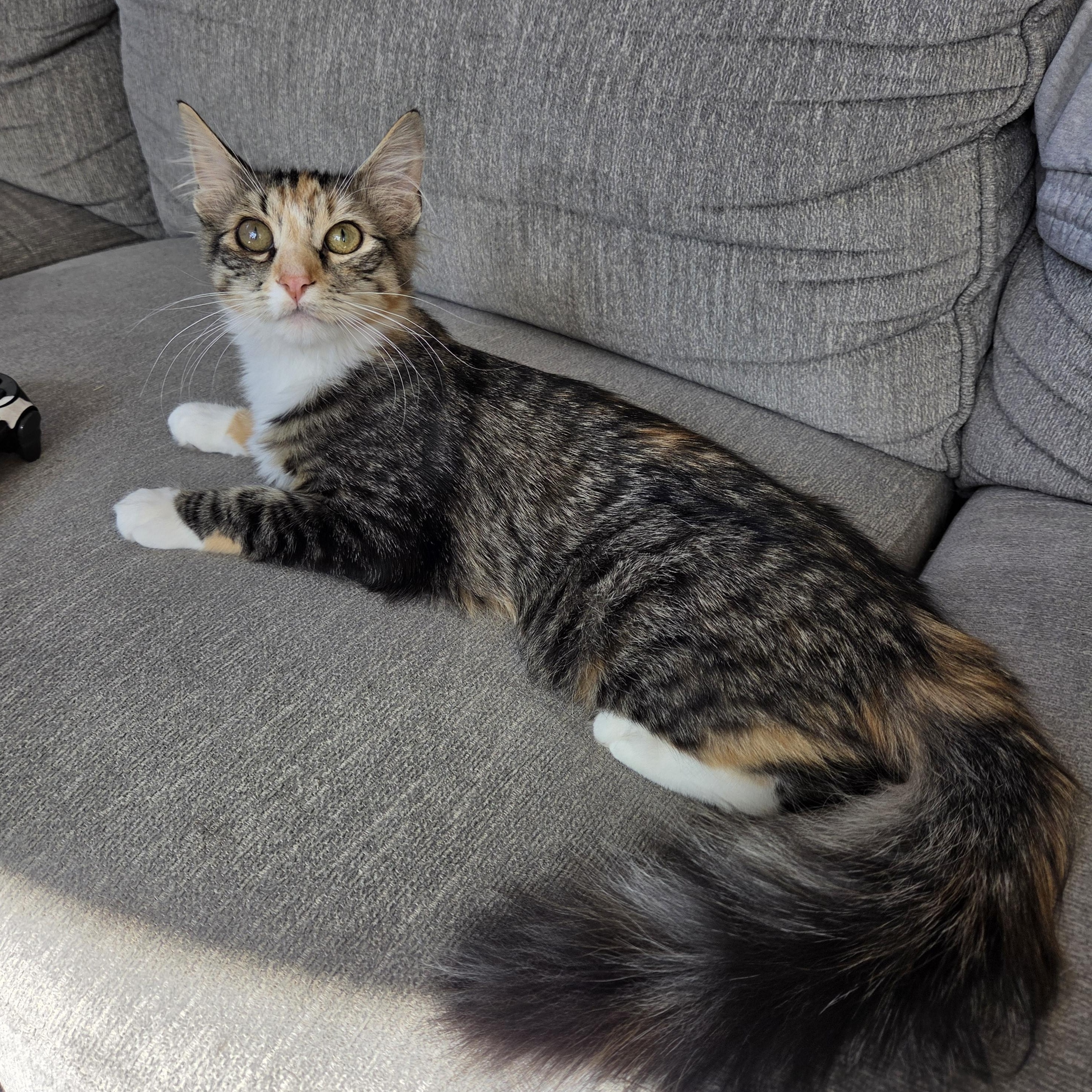 **COURTESY LISTING** Zero, adoptable, Young Female Domestic Medium Hair.