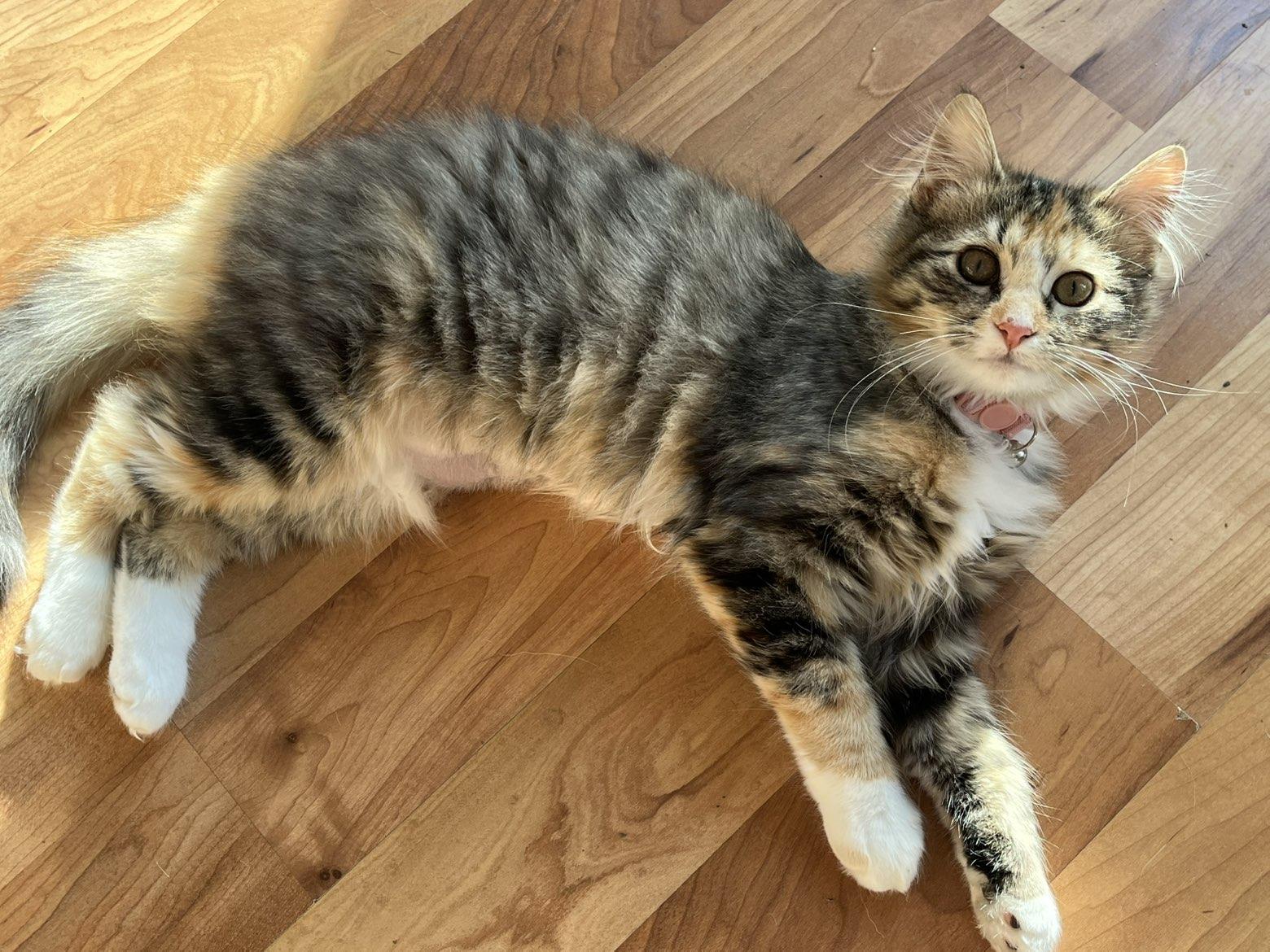 **COURTESY LISTING** Zero, adoptable, Kitten Female Domestic Medium Hair.