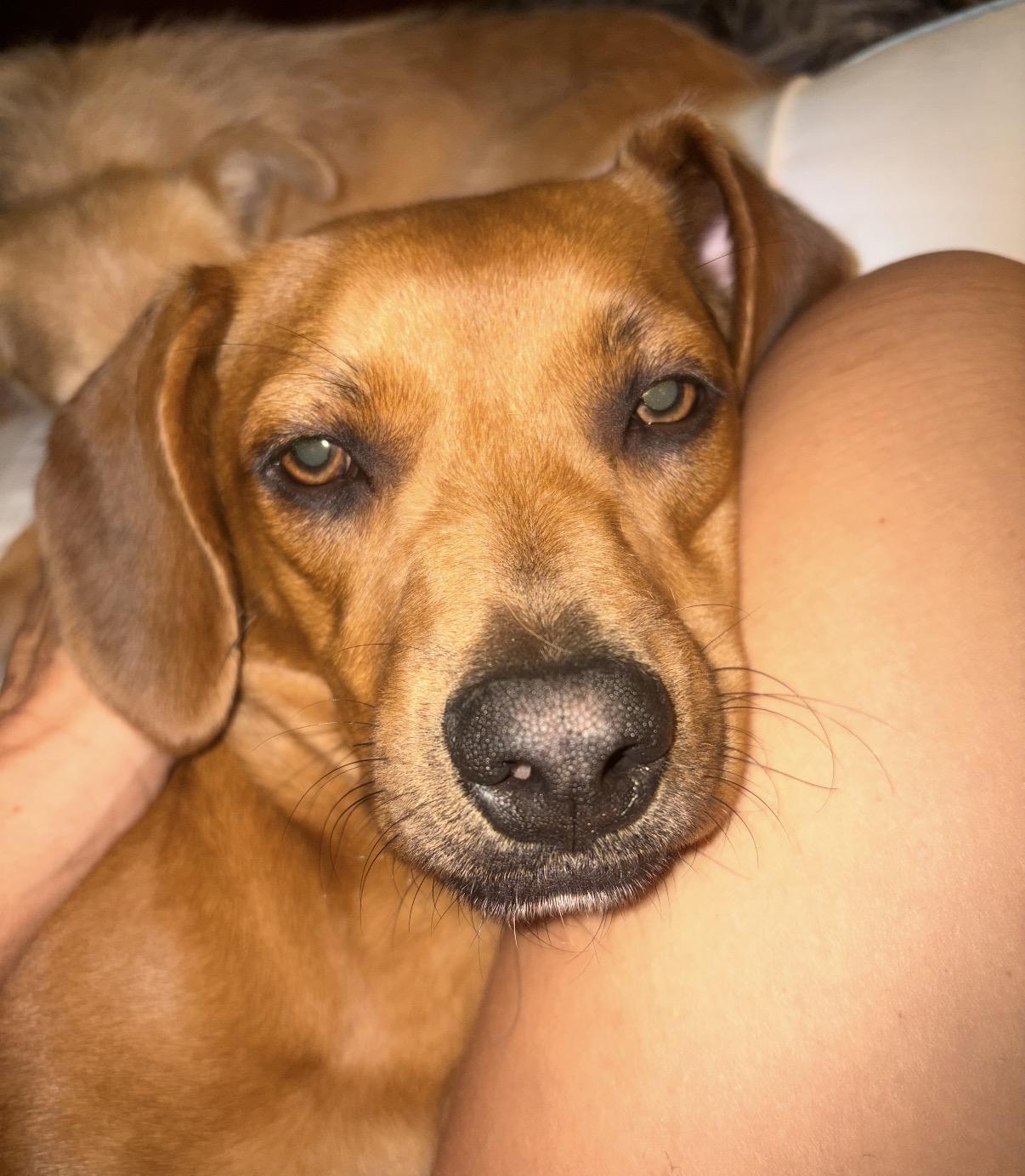 Enlarge Clifford, a Adoptable mixed breed in Gilbert, AZ image 6/6