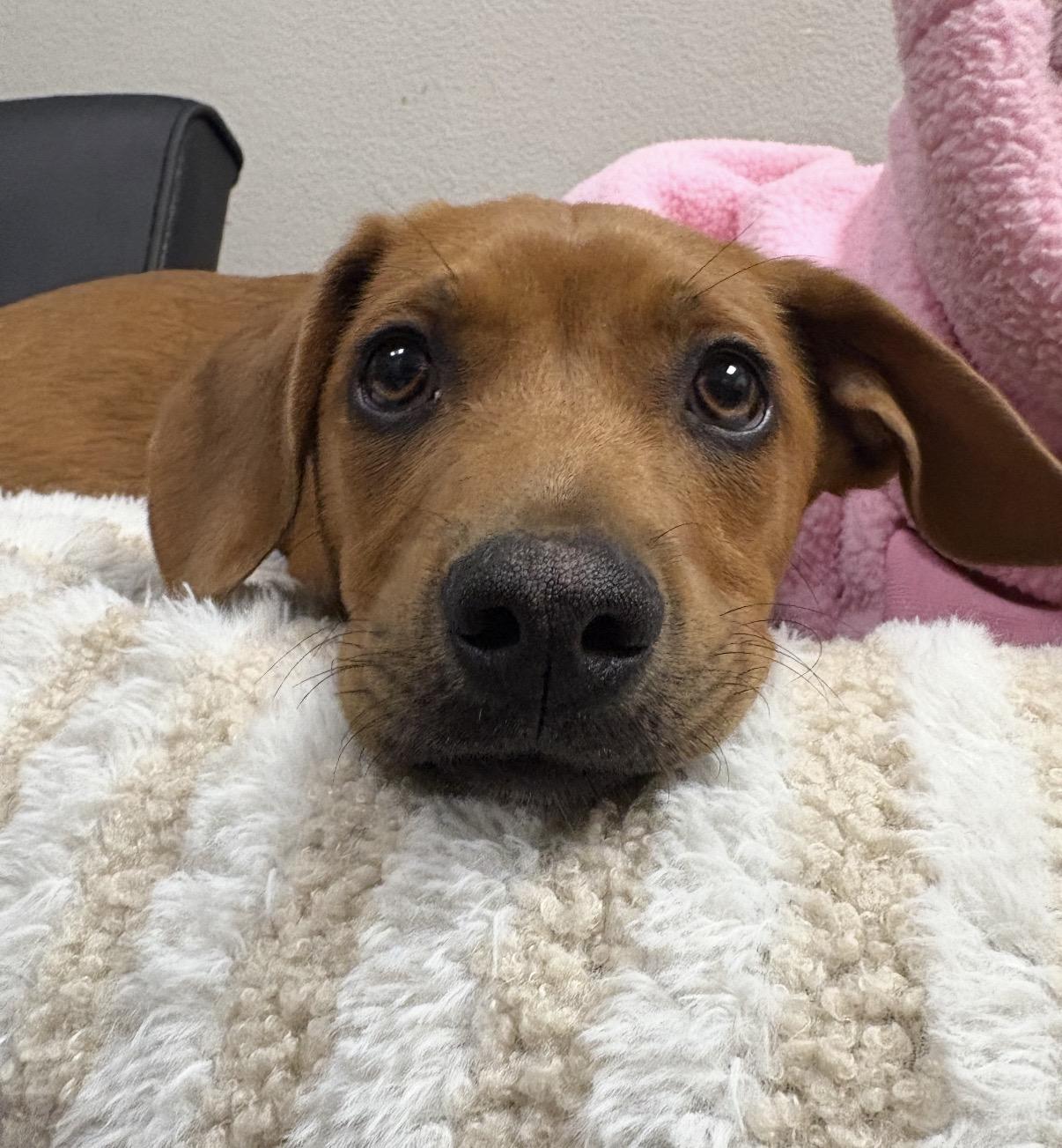 Enlarge Clifford, a Adoptable mixed breed in Gilbert, AZ image 5/6