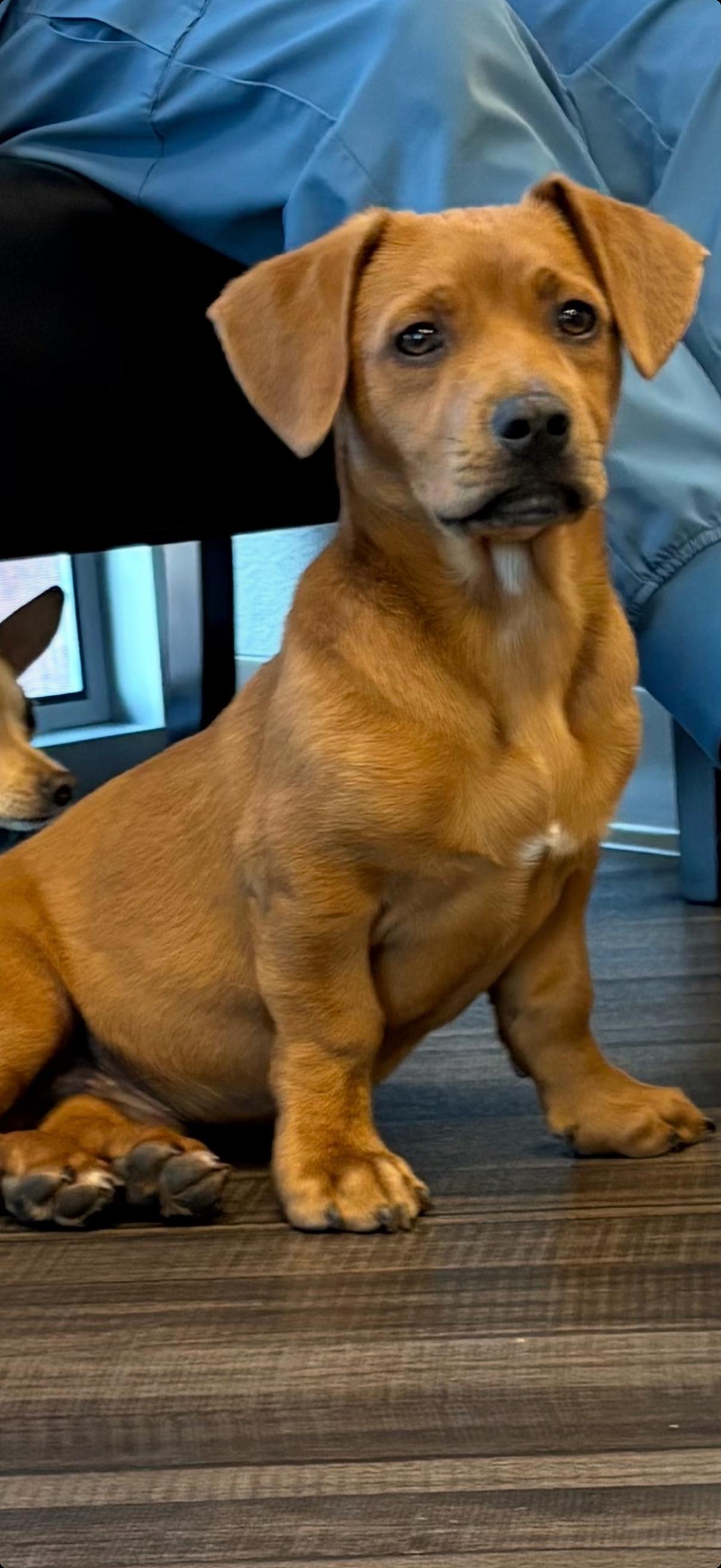 Enlarge Clifford, a Adoptable mixed breed in Gilbert, AZ image 2/6