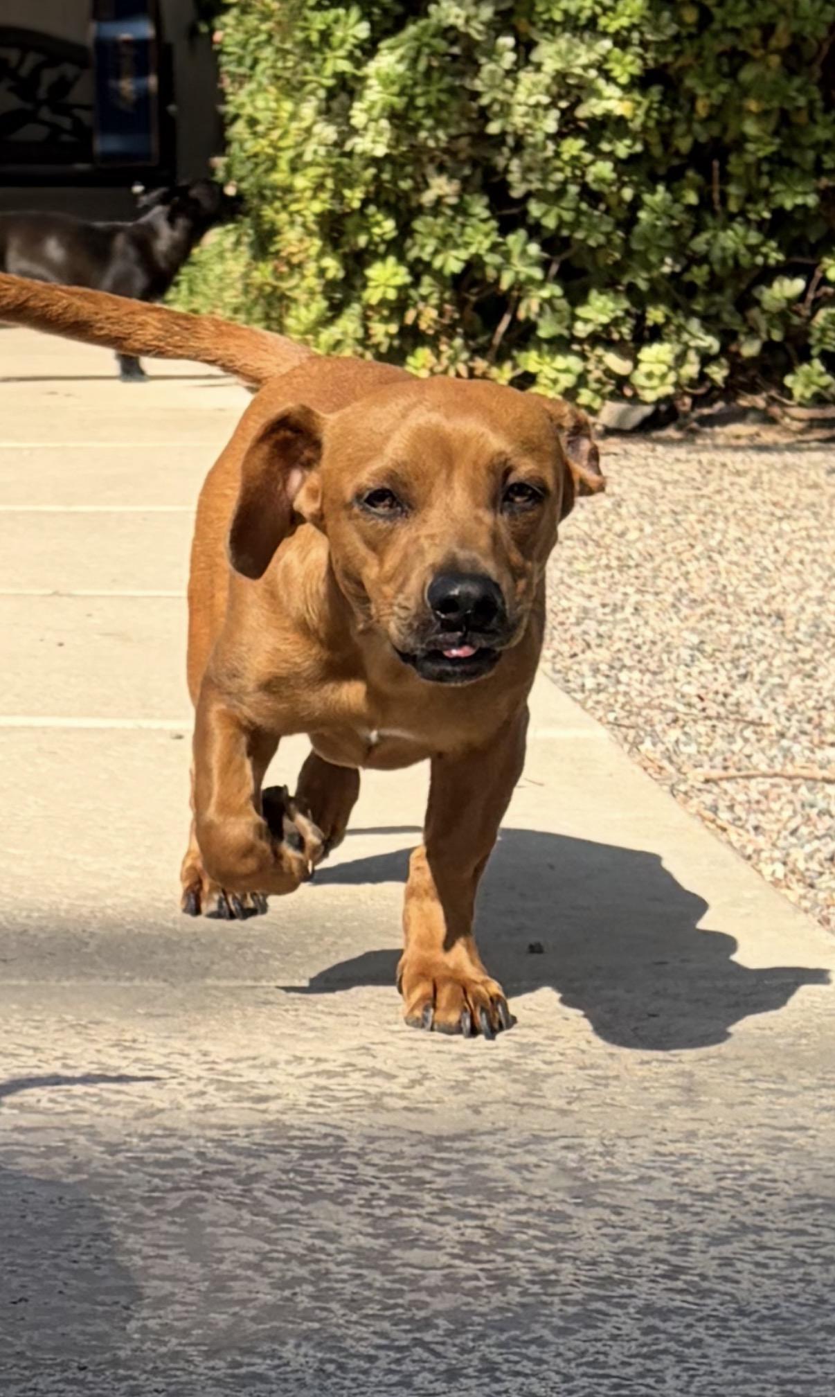 Enlarge Clifford, a Adopted mixed breed in Gilbert, AZ image 1/6