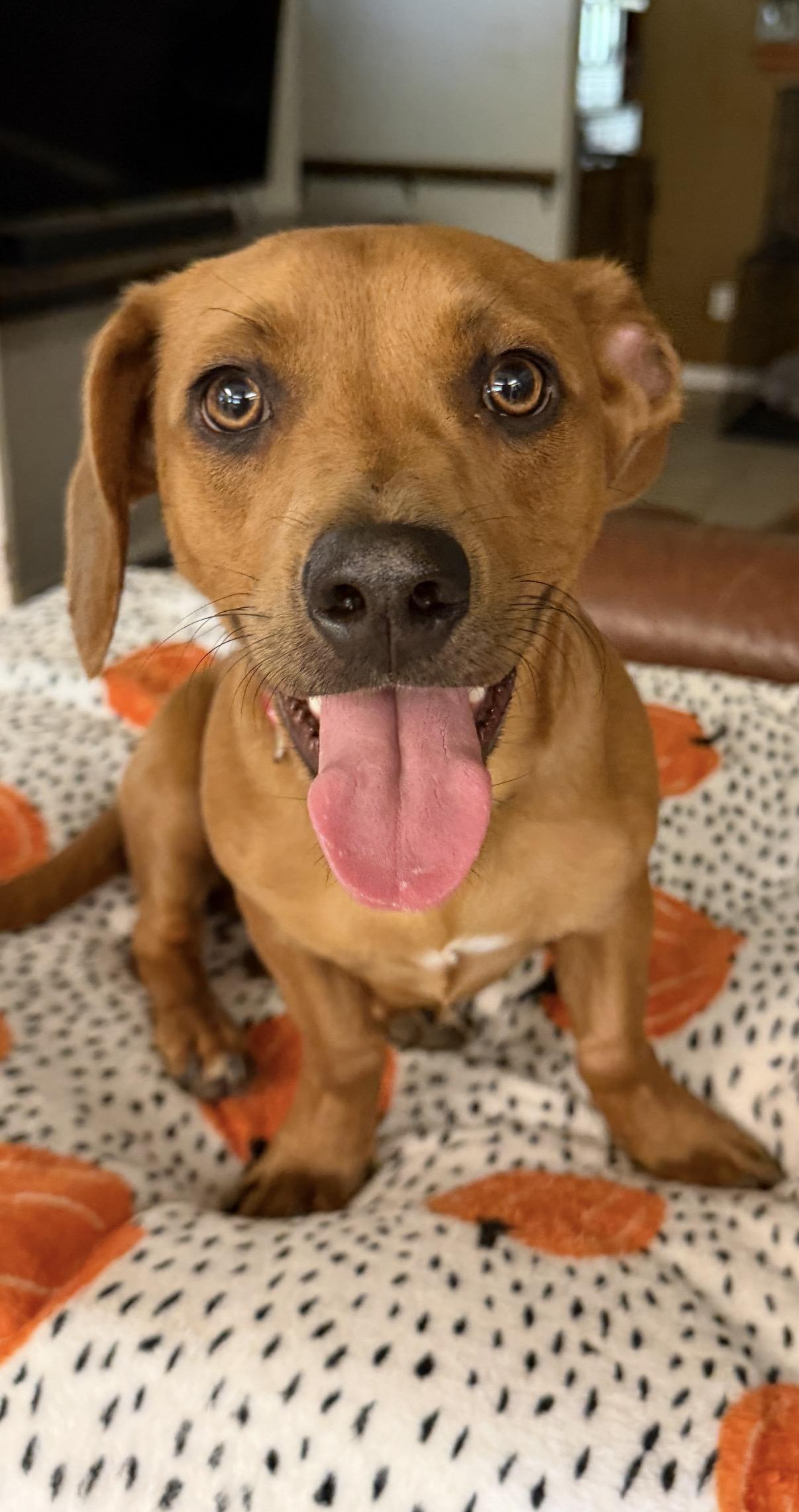 Enlarge Clifford, a Adoptable mixed breed in Gilbert, AZ image 3/6