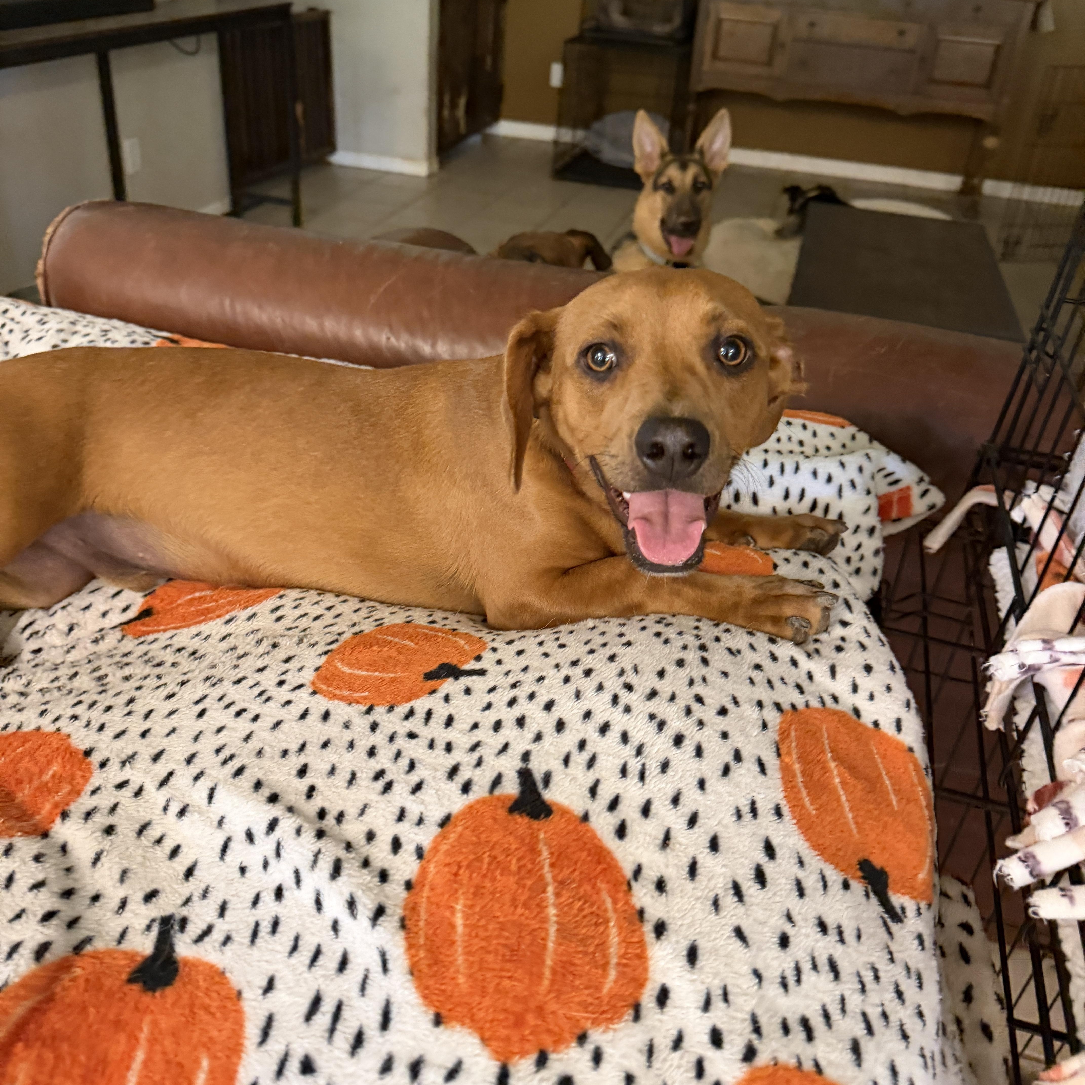 Clifford, Adoptable, Young Male Dachshund & Rhodesian Ridgeback.