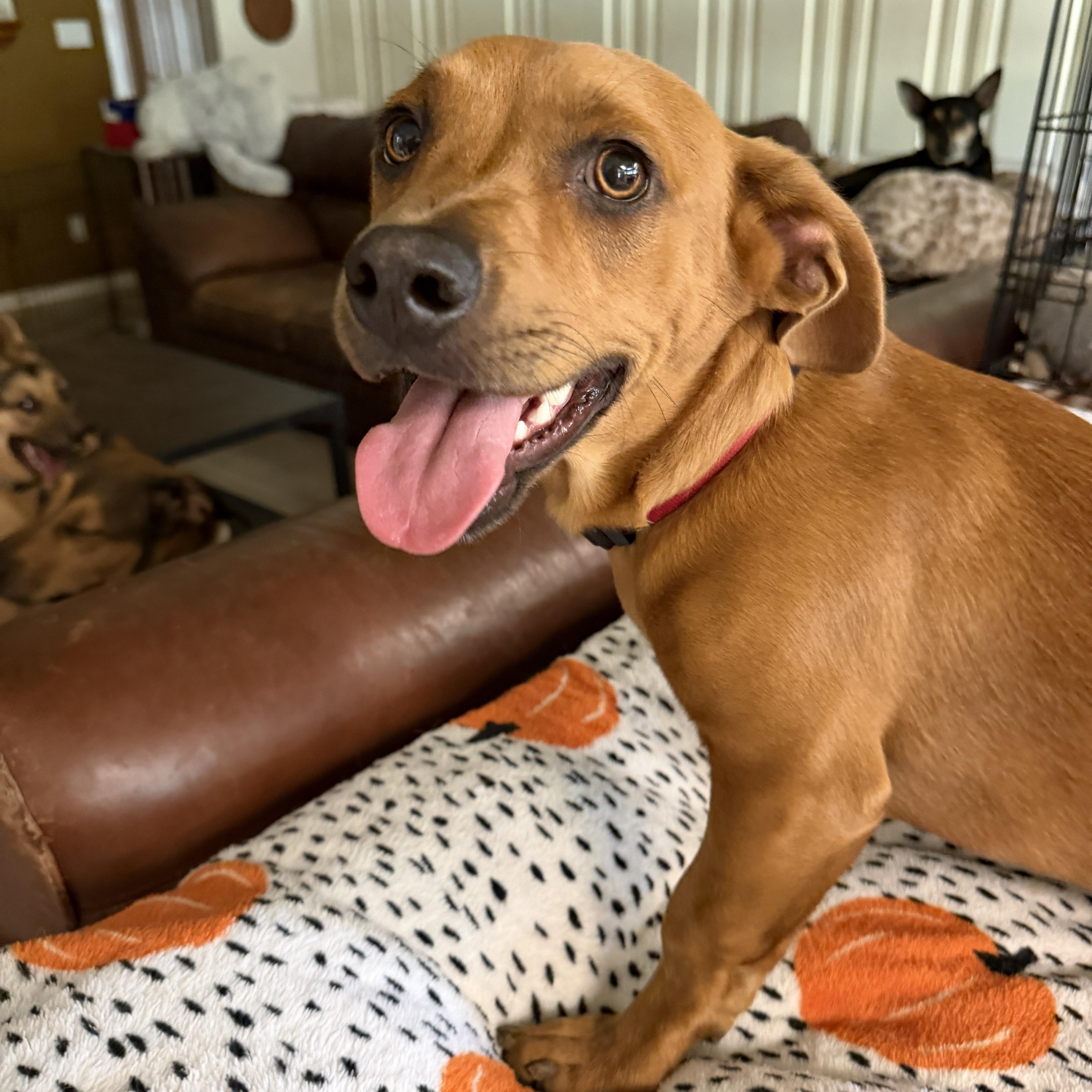 Enlarge Clifford, a Adoptable mixed breed in Gilbert, AZ image 4/6
