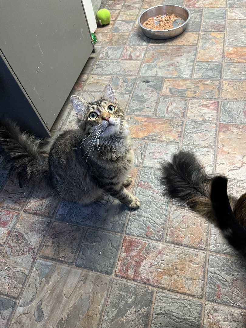 Enlarge Andy, a Adoptable Domestic Long Hair in Manchester, MI image 1/5