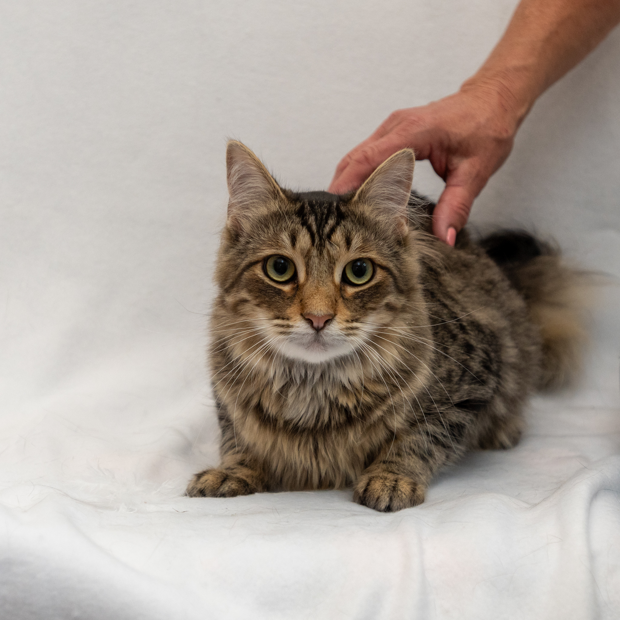 Enlarge Andy, a Adoptable Domestic Long Hair in Manchester, MI image 2/5