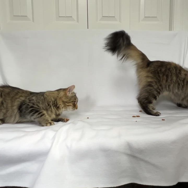 Enlarge Andy, a Adoptable Domestic Long Hair in Manchester, MI video 5/5