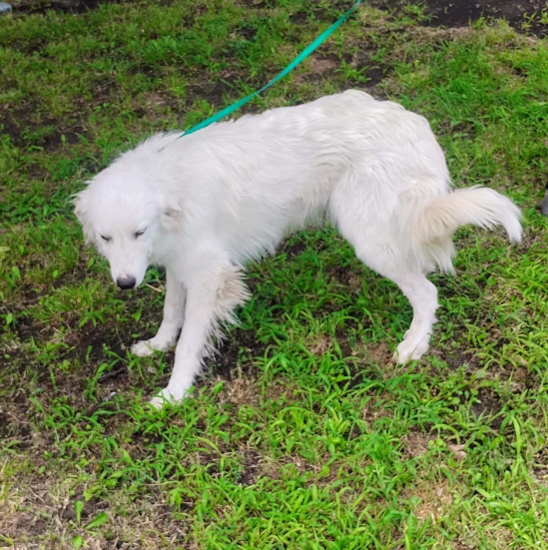Charmin (Reduced fee), Adoptable, Young Female Great Pyrenees.