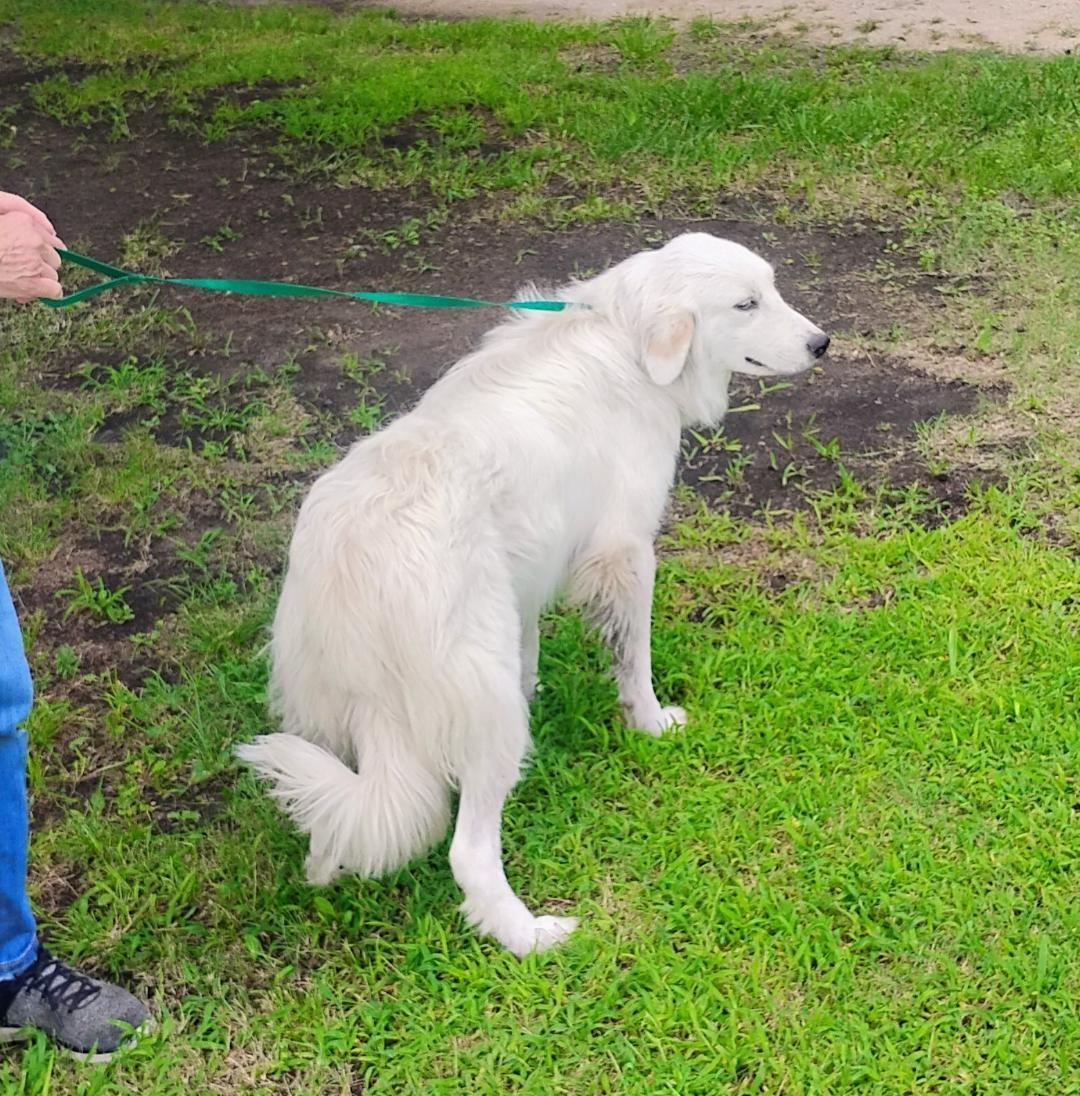 Charmin (Reduced fee), a Adoptable Great Pyrenees in Sulphur, OK image 2/4