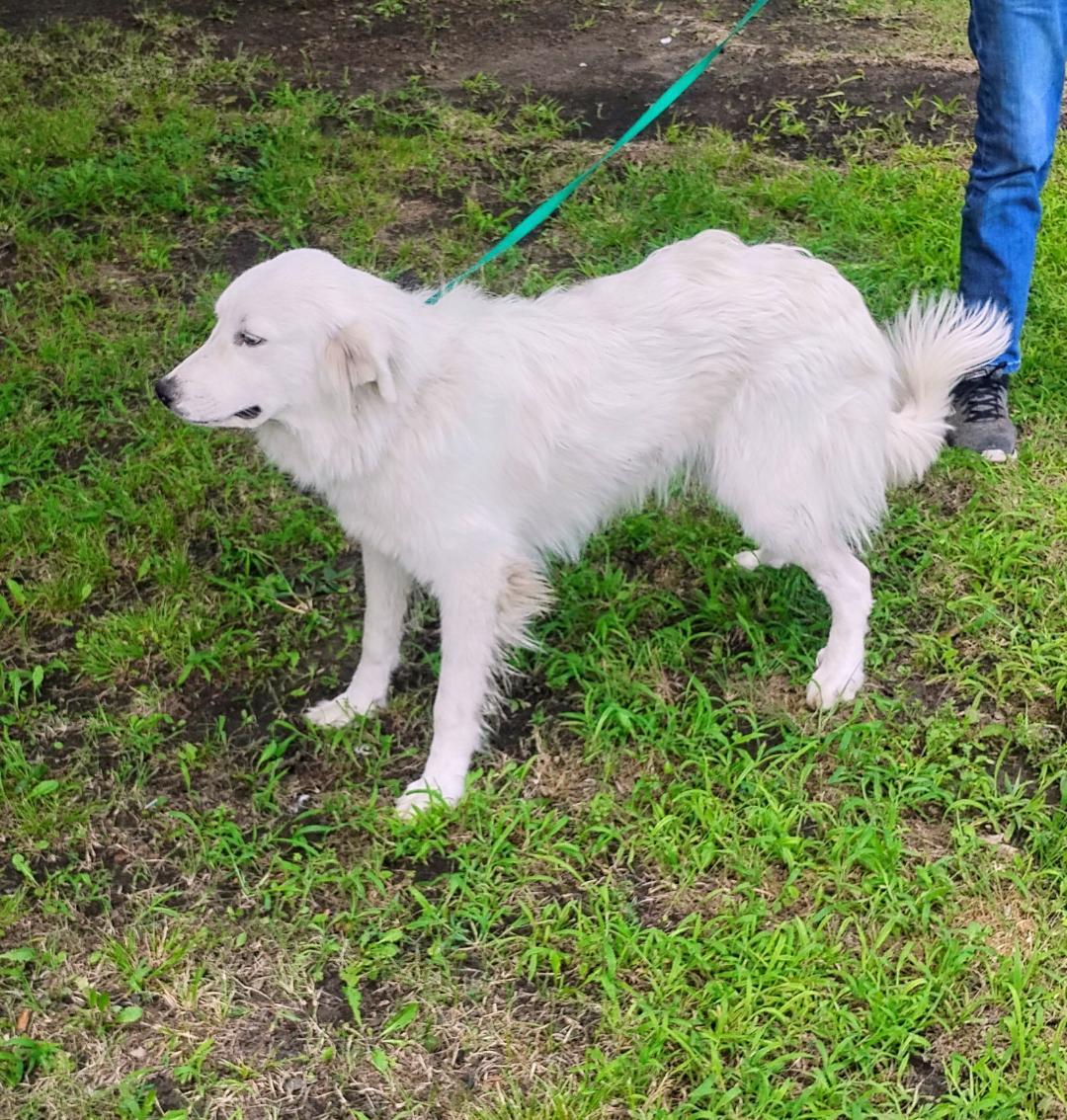 Charmin (Reduced fee), a Adoptable Great Pyrenees in Sulphur, OK image 3/4